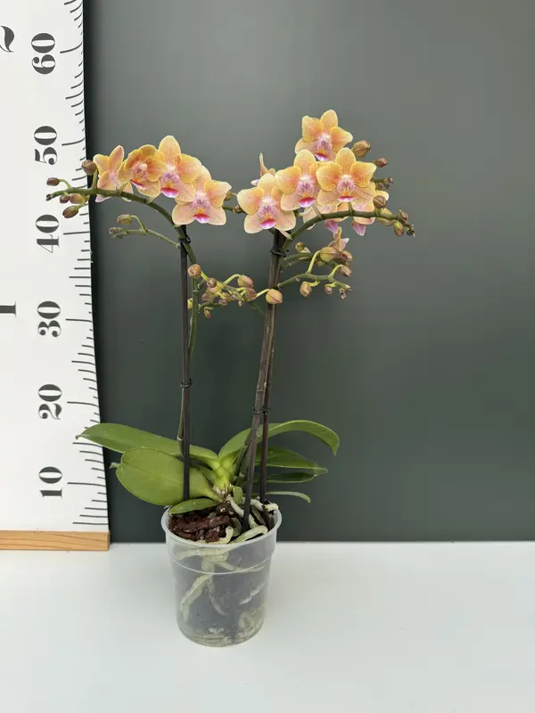 IMG_3172 IMG 3172 • Ελληνικές Ορχιδέες • Μοναδικές ορχιδέες με στυλ και αρώματα!