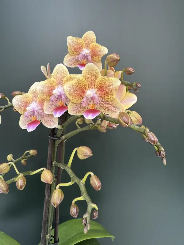 IMG_3173 IMG 3173 • Ελληνικές Ορχιδέες • Μοναδικές ορχιδέες με στυλ και αρώματα!