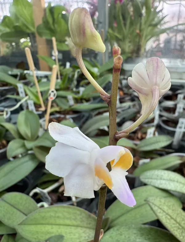 IMG_3219 IMG 3219 • Ελληνικές Ορχιδέες • Μοναδικές ορχιδέες με στυλ και αρώματα!