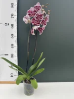 Phalaenopsis - White, Purple Dots - Image 2