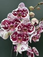 Phalaenopsis - White, Purple Dots