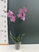 Phalaenopsis - Purple Splash - Image 2
