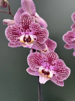 Phalaenopsis - Purple Splash