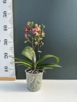 Phalaenopsis - Sunrise Red Peoker 'Esmee' - Image 2