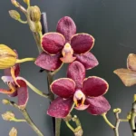 Phalaenopsis - Sunrise Red Peoker 'Esmee'