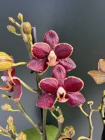 Phalaenopsis - Sunrise Red Peoker 'Esmee'