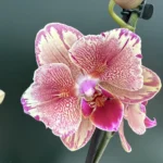 Phalaenopsis - Pirate Picotee (Peloric)