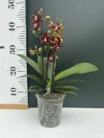Phalaenopsis - Sunrise Red Peoker 'Esmee' - Image 2