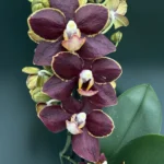 Phalaenopsis - Sunrise Red Peoker 'Esmee'