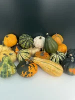 Cucurbita - Image 2