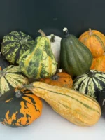 Cucurbita
