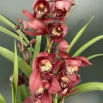 Cymbidium - Red
