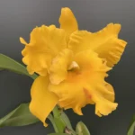 Rhyncholaeliocattleya - Chomthong Delight