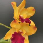 Rhyncholaeliocattleya - Chomyong Fairy