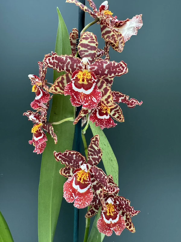 IMG_3308 IMG 3308 • Ελληνικές Ορχιδέες • Μοναδικές ορχιδέες με στυλ και αρώματα!