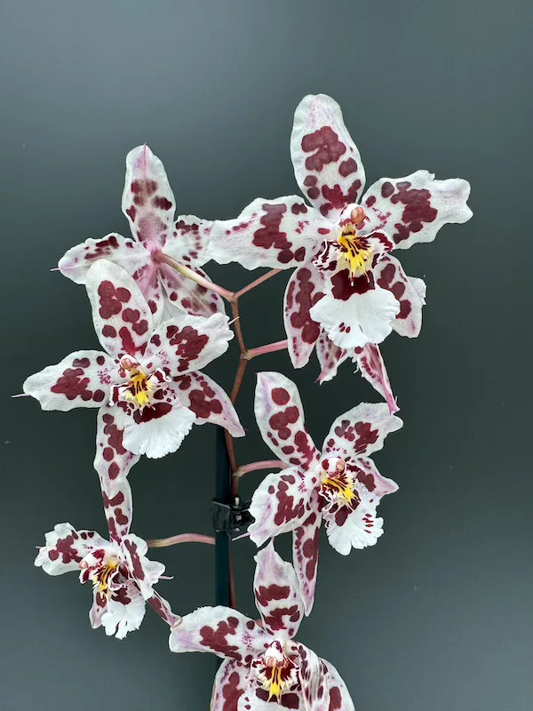 IMG_3310 IMG 3310 • Ελληνικές Ορχιδέες • Μοναδικές ορχιδέες με στυλ και αρώματα!