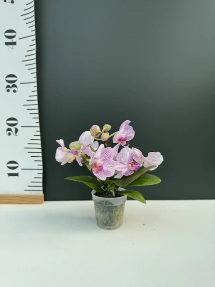 IMG 3351 • Ελληνικές Ορχιδέες • Μοναδικές ορχιδέες με στυλ και αρώματα!