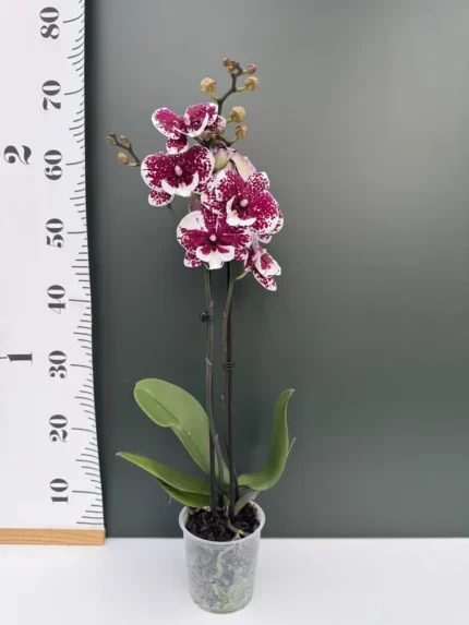 IMG 3441 • Ελληνικές Ορχιδέες • Μοναδικές ορχιδέες με στυλ και αρώματα!