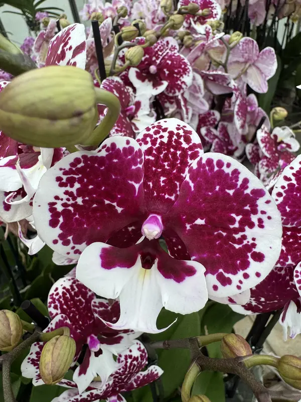 IMG_3443 IMG 3443 • Ελληνικές Ορχιδέες • Μοναδικές ορχιδέες με στυλ και αρώματα!