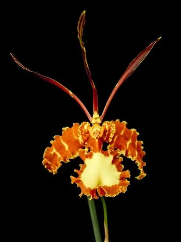 180416083900_PsychopsisMariposa 180416083900 PsychopsisMariposa • Ελληνικές Ορχιδέες • Μοναδικές ορχιδέες με στυλ και αρώματα!