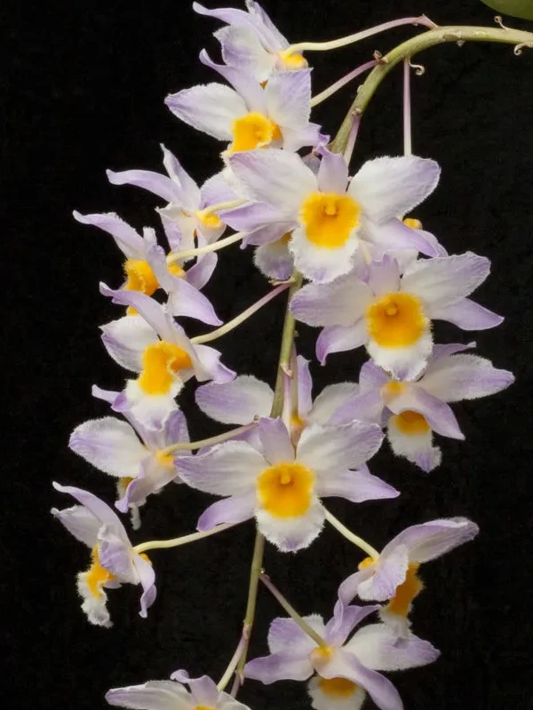 3f3648e310bc2a18e5dc0b20fcf66532 3f3648e310bc2a18e5dc0b20fcf66532 • Ελληνικές Ορχιδέες • Μοναδικές ορχιδέες με στυλ και αρώματα!