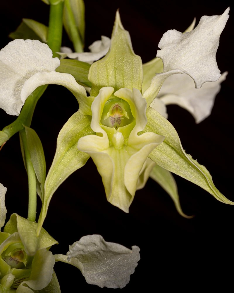 584557153_10239934570771912_6837918691154835489_n 584557153 10239934570771912 6837918691154835489 n • Ελληνικές Ορχιδέες • Μοναδικές ορχιδέες με στυλ και αρώματα!