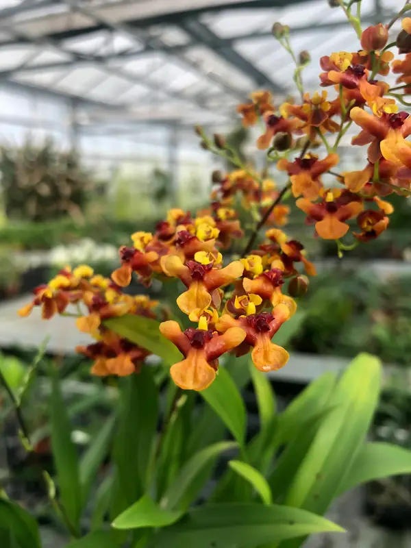 Annafront Annafront • Ελληνικές Ορχιδέες • Μοναδικές ορχιδέες με στυλ και αρώματα!