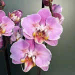 Phalaenopsis Cadillac Butterfly - Peloric