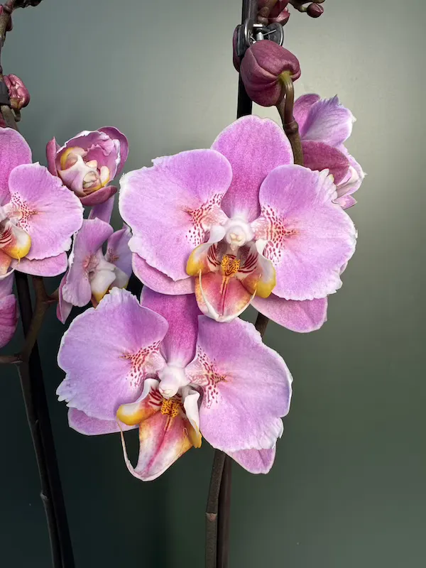 IMG_3703 IMG 3703 • Ελληνικές Ορχιδέες • Μοναδικές ορχιδέες με στυλ και αρώματα!