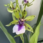 Zygoneria - Adelaide Meadows