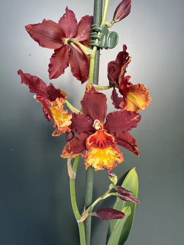 IMG_3732 IMG 3732 • Ελληνικές Ορχιδέες • Μοναδικές ορχιδέες με στυλ και αρώματα!