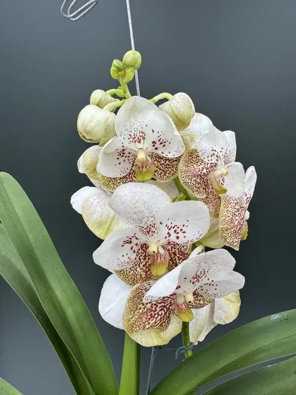 IMG_3765 IMG 3765 • Ελληνικές Ορχιδέες • Μοναδικές ορχιδέες με στυλ και αρώματα!