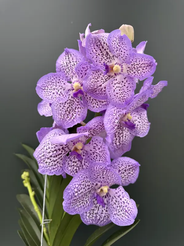 IMG_3767 IMG 3767 • Ελληνικές Ορχιδέες • Μοναδικές ορχιδέες με στυλ και αρώματα!