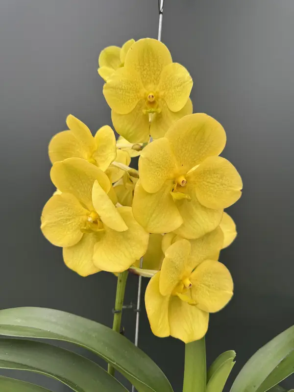 IMG_3769 IMG 3769 • Ελληνικές Ορχιδέες • Μοναδικές ορχιδέες με στυλ και αρώματα!