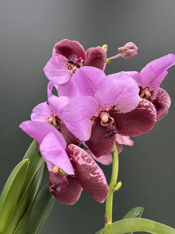 IMG_3771 IMG 3771 • Ελληνικές Ορχιδέες • Μοναδικές ορχιδέες με στυλ και αρώματα!