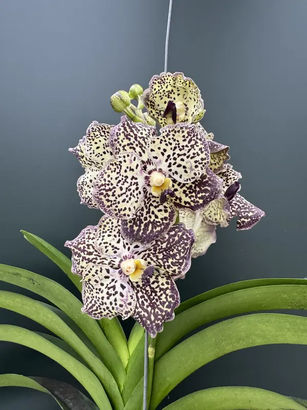 IMG_3773 IMG 3773 • Ελληνικές Ορχιδέες • Μοναδικές ορχιδέες με στυλ και αρώματα!