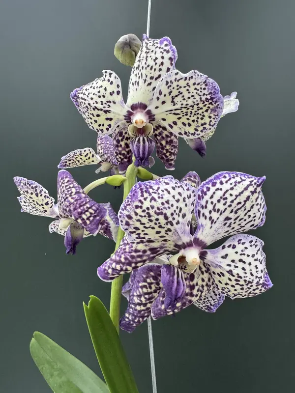 IMG_3775 IMG 3775 • Ελληνικές Ορχιδέες • Μοναδικές ορχιδέες με στυλ και αρώματα!