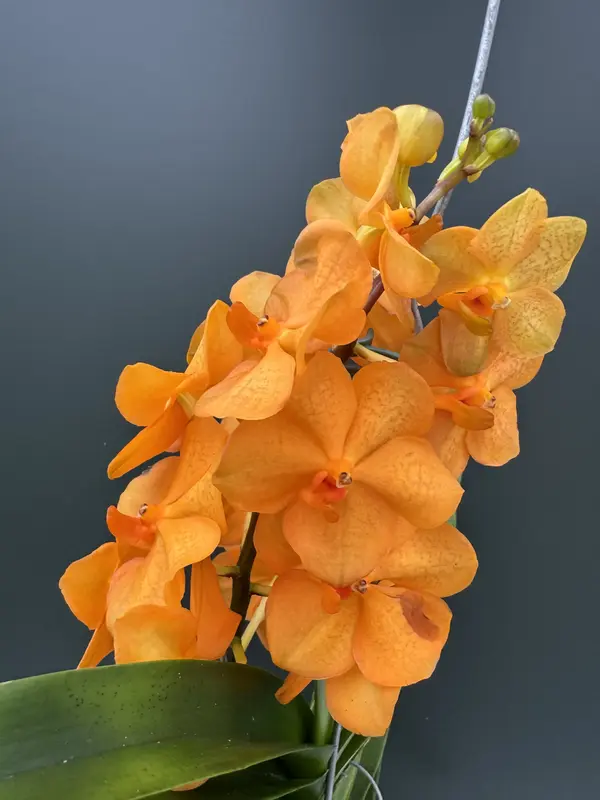 IMG_3780 IMG 3780 • Ελληνικές Ορχιδέες • Μοναδικές ορχιδέες με στυλ και αρώματα!