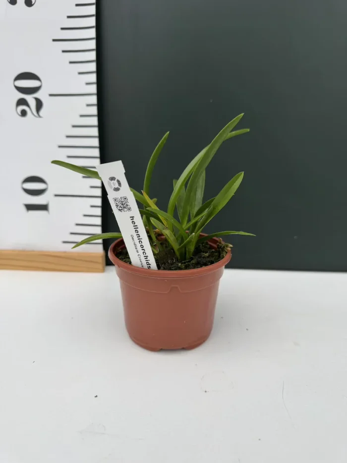 Orchid miniature - Oncidium croesus - Image 2