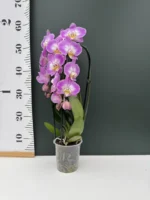 Phalaenopsis Split - Image 2