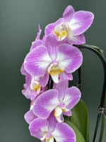 Phalaenopsis Split
