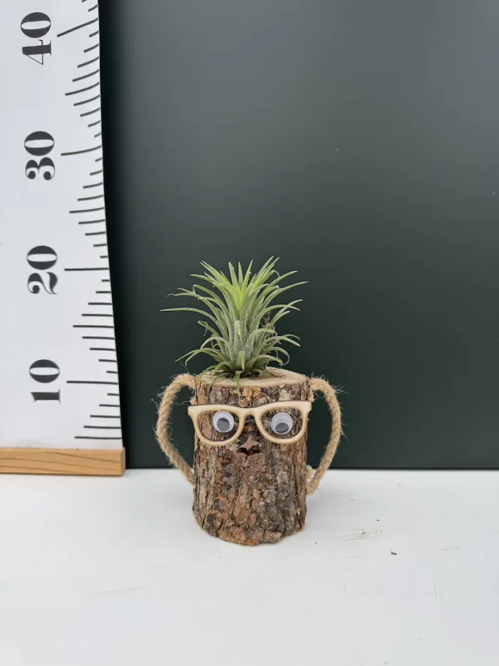 Natural Wood - Air plants ( Αεροφύτο ) - Image 2