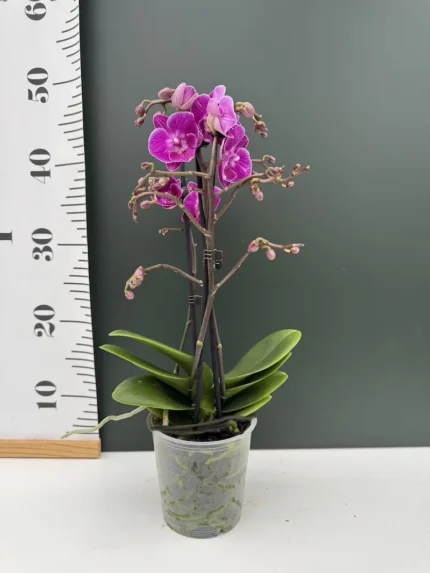 IMG 3995 &bull; Ελληνικές Ορχιδέες &bull; Μοναδικές ορχιδέες με στυλ και αρώματα!