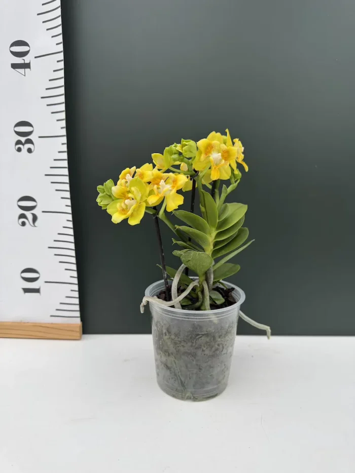 Phalaenopsis Yaphon Perbalm - peloric - Image 2