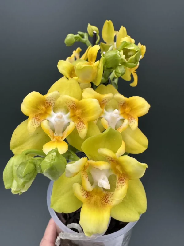 IMG 3998 &bull; Ελληνικές Ορχιδέες &bull; Μοναδικές ορχιδέες με στυλ και αρώματα!