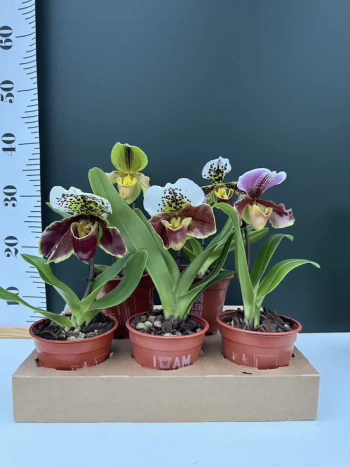 Προσφορά 2 Orchid "Cymbidium + Paphiopedilum" - Image 4