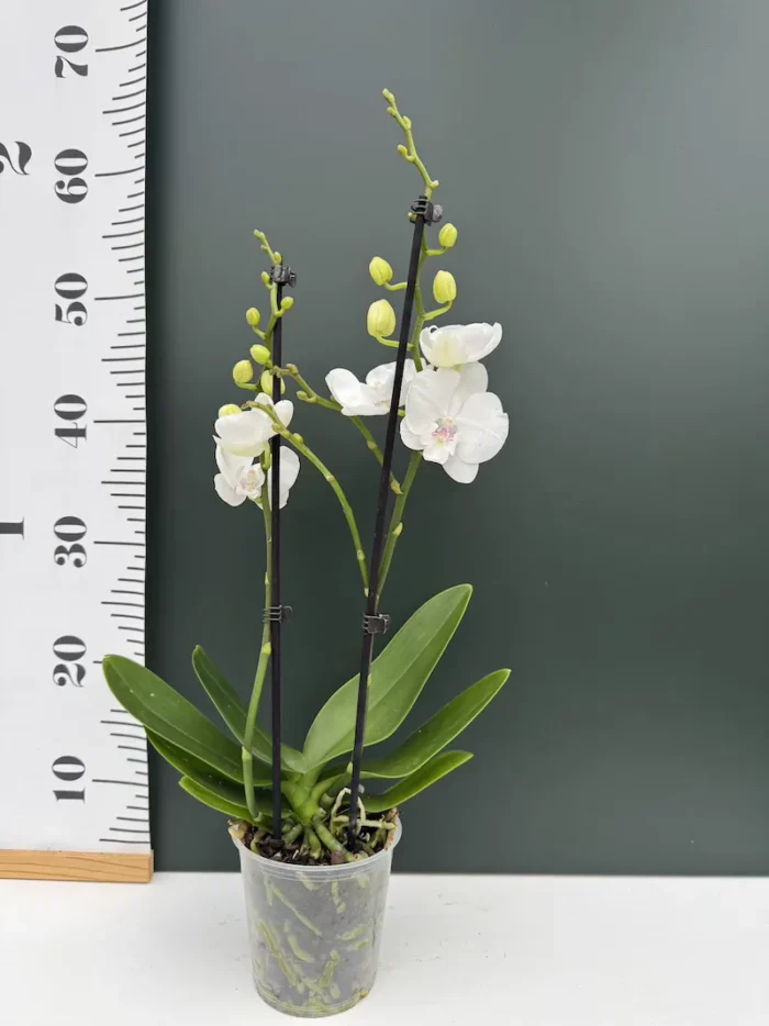 Phalaenopsis White Snow - Big LIp - Image 2