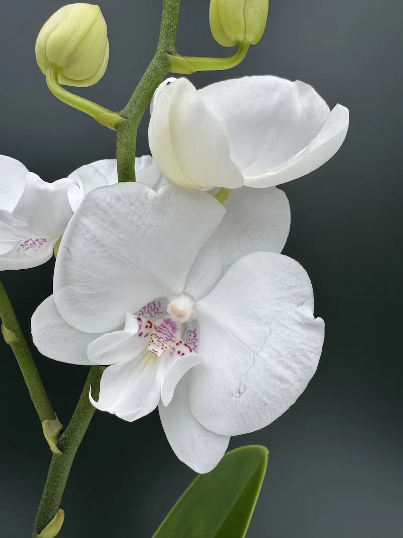 IMG_4016 IMG 4016 • Ελληνικές Ορχιδέες • Μοναδικές ορχιδέες με στυλ και αρώματα!