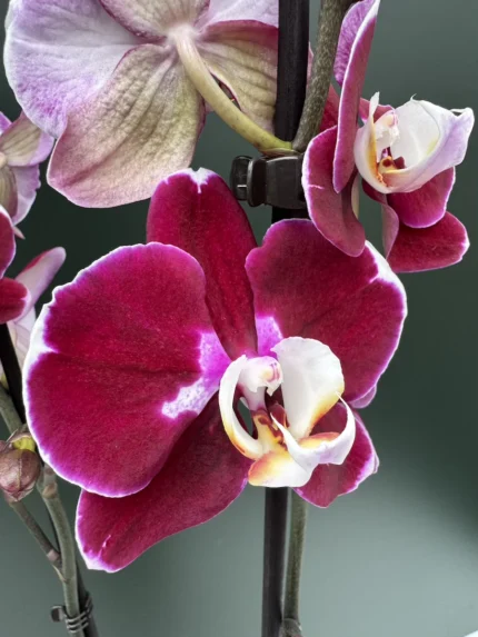 IMG 4018 &bull; Ελληνικές Ορχιδέες &bull; Μοναδικές ορχιδέες με στυλ και αρώματα!
