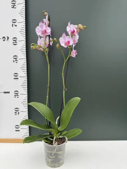 IMG 4019 &bull; Ελληνικές Ορχιδέες &bull; Μοναδικές ορχιδέες με στυλ και αρώματα!